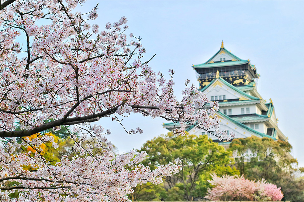 Japan Kirschblüte